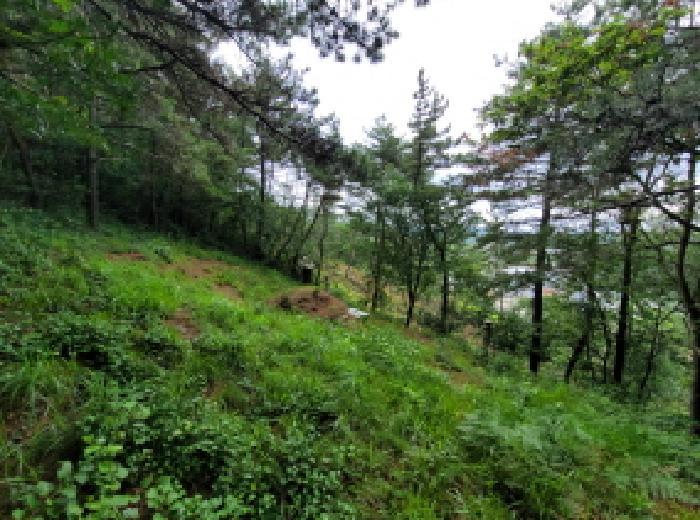 전라남도 고흥군 동강면 노동리 산28 임야 경매 사진 13
