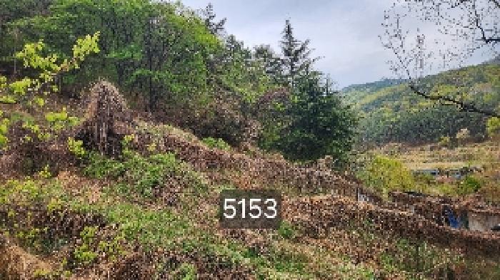 부산광역시 기장군 일광읍 용천리 산55-3 임야 경매 사진 3