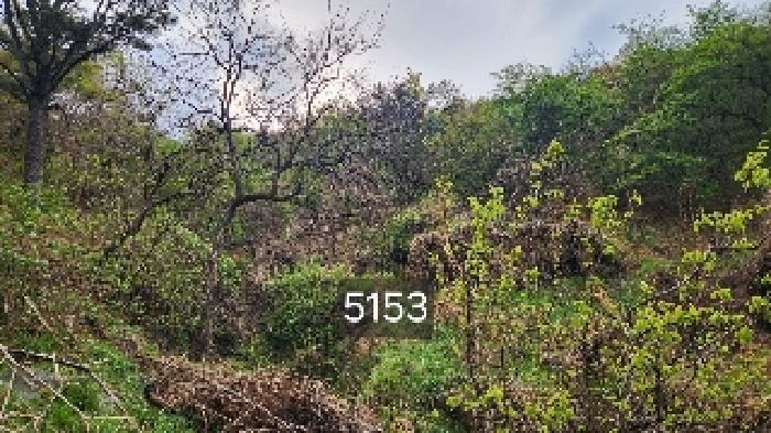부산광역시 기장군 일광읍 용천리 산55-3 임야 경매 사진 5