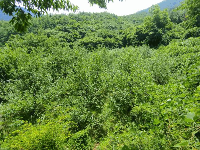 경상남도 밀양시 산내면 남명리 1902 답 경매 사진 4