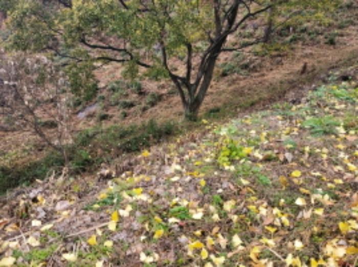 경상남도 하동군 악양면 신흥리 1 종교시설 경매 사진 61