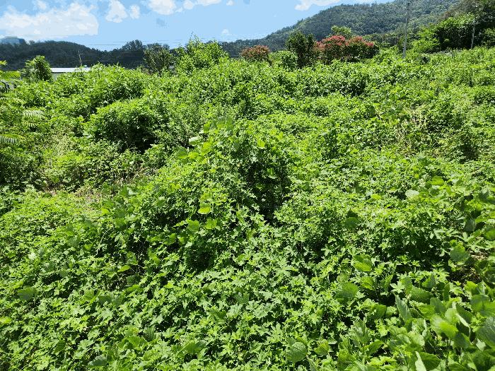 경상남도 밀양시 부북면 오례리 330 답 경매 사진 5