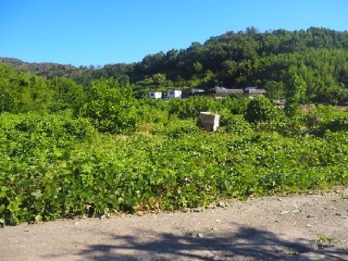 경상남도 밀양시 부북면 오례리 330 답 경매 사진 7