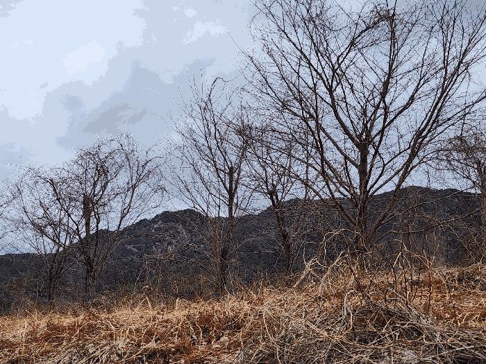 경상남도 산청군 단성면 자양리 산92-23 임야 경매 사진 5