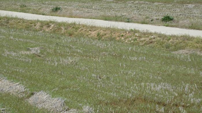 전북특별자치도 김제시 성덕면 대목리 1392-4 답 경매 사진 11