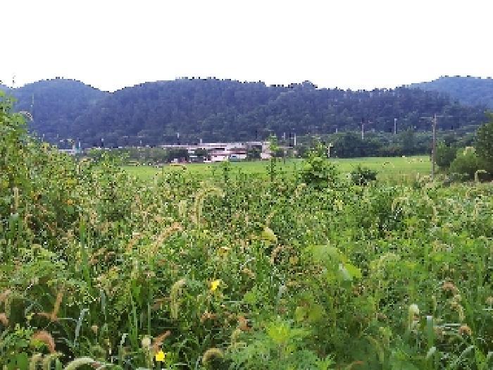 전북특별자치도 완주군 소양면 죽절리 605-1 임야 경매 사진 7