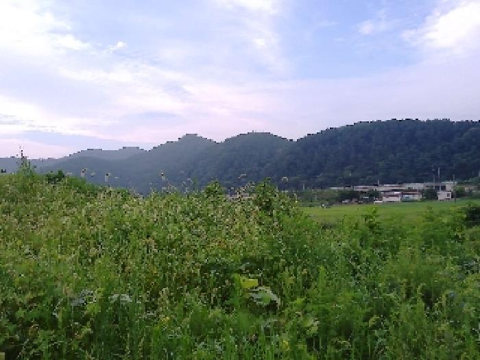 전북특별자치도 완주군 소양면 죽절리 605-1 임야 경매 사진 9