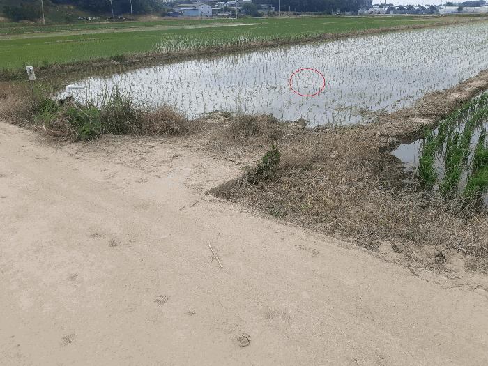 전북특별자치도 완주군 이서면 은교리 402-7 답 경매 사진 4