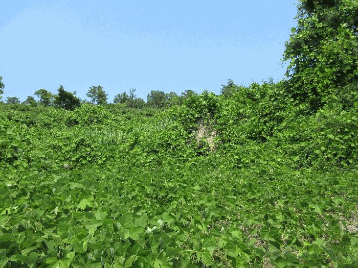 경상남도 고성군 삼산면 미룡리 482-1 전 경매 사진 33