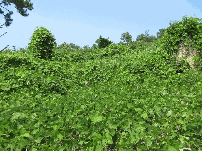 경상남도 고성군 삼산면 미룡리 482-1 전 경매 사진 37