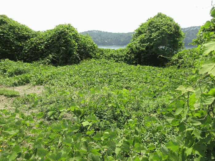 경상남도 고성군 삼산면 미룡리 482-1 전 경매 사진 7