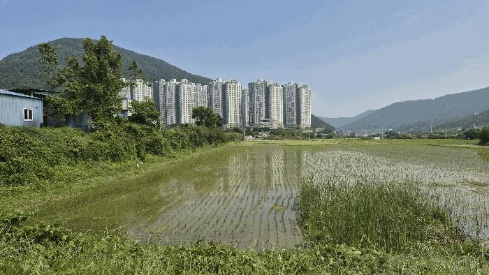 경상남도 거제시 양정동 212 답 경매 사진 12