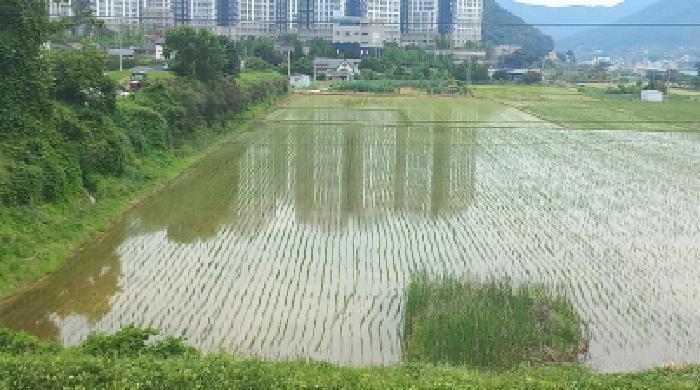 경상남도 거제시 양정동 260-2 답 경매 사진 17