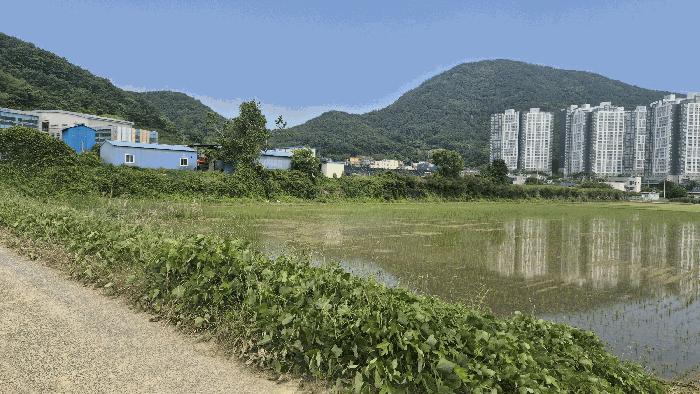 경상남도 거제시 양정동 260-2 답 경매 사진 2