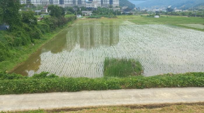 경상남도 거제시 양정동 260-2 답 경매 사진 20