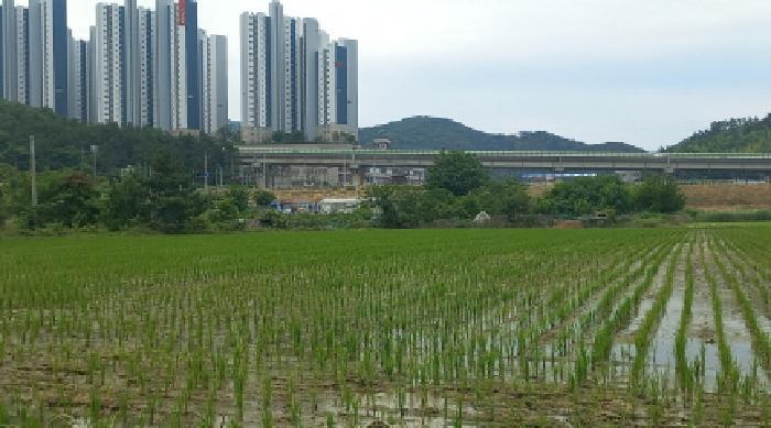 경상남도 거제시 양정동 260-2 답 경매 사진 22
