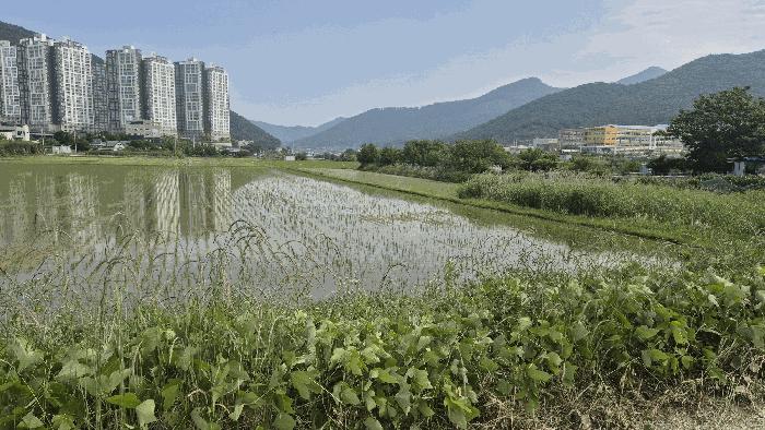 경상남도 거제시 양정동 260-2 답 경매 사진 6