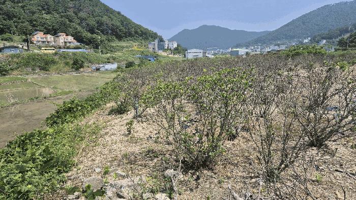 경상남도 거제시 양정동 260-2 답 경매 사진 9