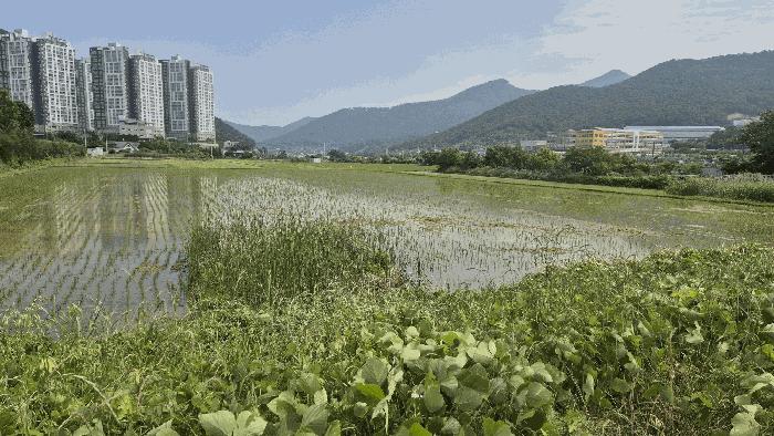 경상남도 거제시 양정동 482-2 답 경매 사진 10