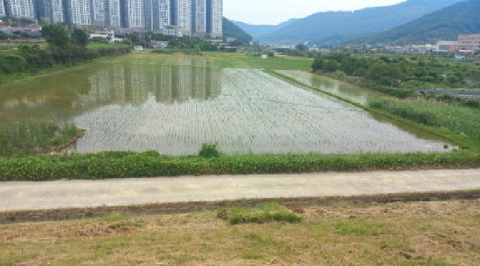 경상남도 거제시 양정동 482-2 답 경매 사진 14