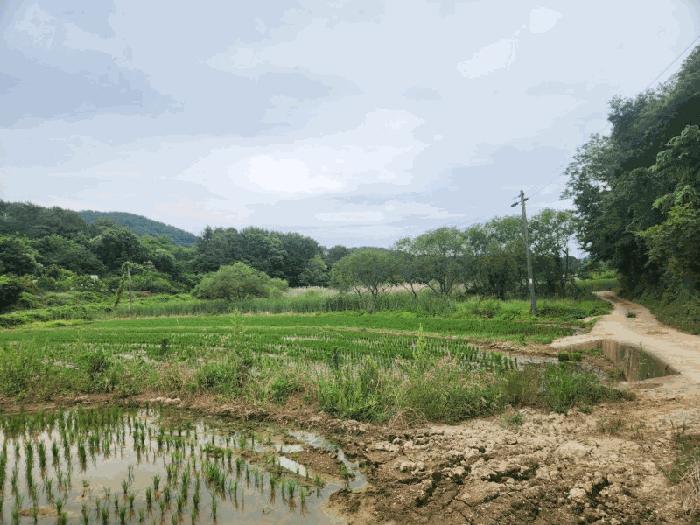 경상남도 거제시 둔덕면 학산리 88-1 답 경매 사진 2