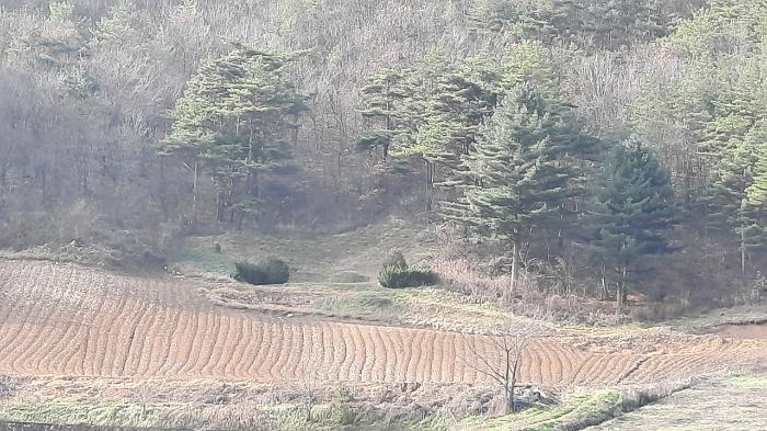 강원특별자치도 정선군 임계면 직원리 산60 임야 경매 사진 9