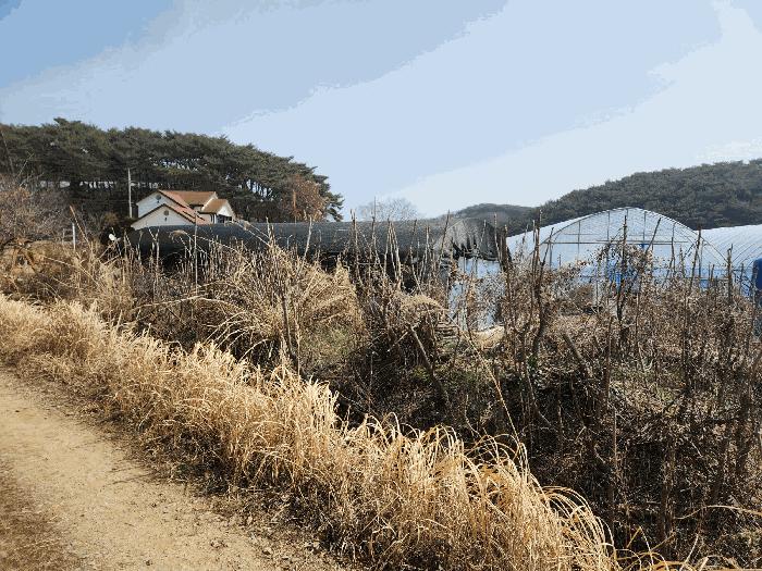 충청남도 태안군 안면읍 창기리 1319-3 답 경매 사진 3