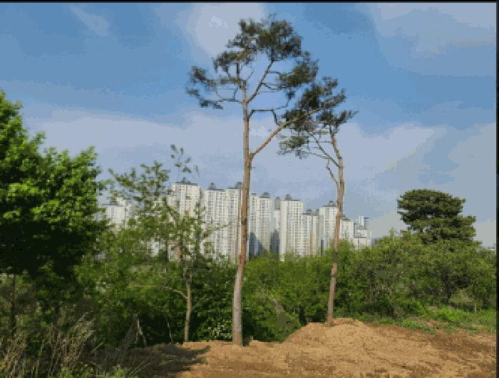 충청남도 당진시 송악읍 기지시리 109-13 임야 경매 사진 5