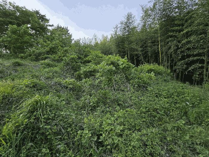 충청남도 서산시 지곡면 대요리 402-8 전 경매 사진 7