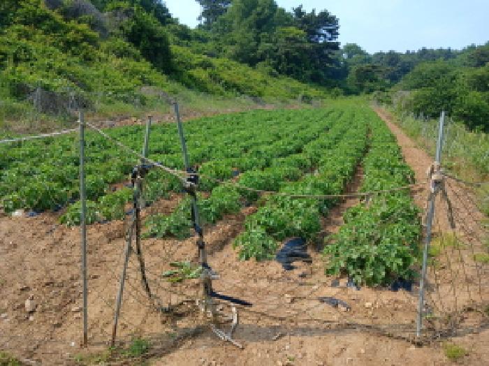 충청남도 당진시 대호지면 조금리 447 전 경매 사진 10