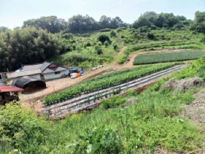 충청남도 당진시 대호지면 조금리 447 전 경매 사진 20