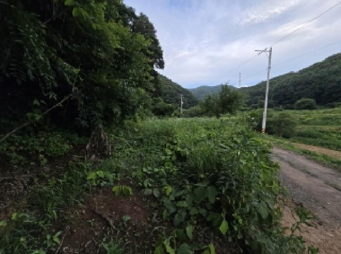 충청북도 진천군 백곡면 성대리 174 대지 경매 사진 10
