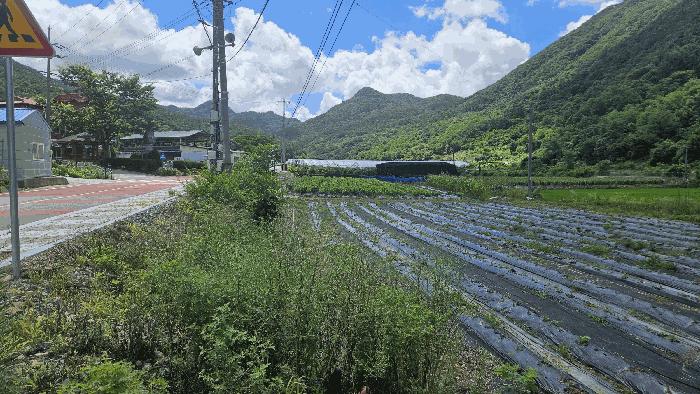 충청북도 보은군 산외면 신정리 167-1 전 경매 사진 13