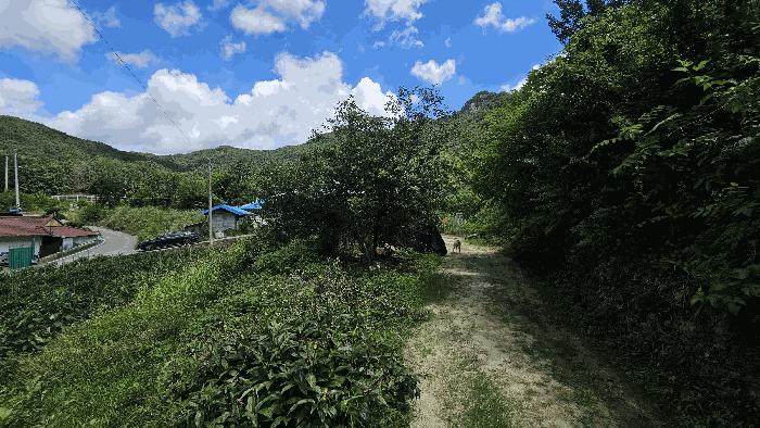 충청북도 보은군 산외면 신정리 167-1 전 경매 사진 18