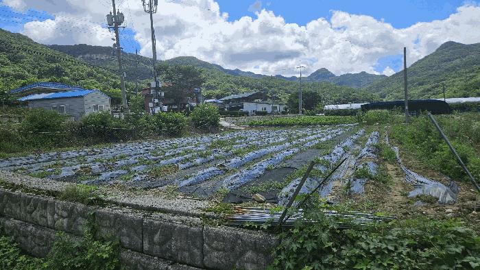 충청북도 보은군 산외면 신정리 167-1 전 경매 사진 9
