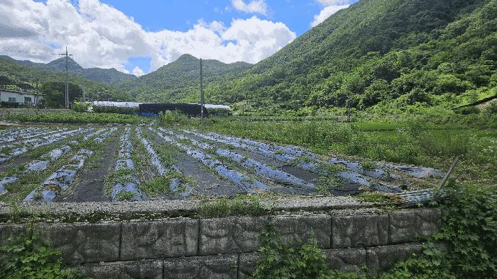 충청북도 보은군 산외면 신정리 230-1 전 경매 사진 12