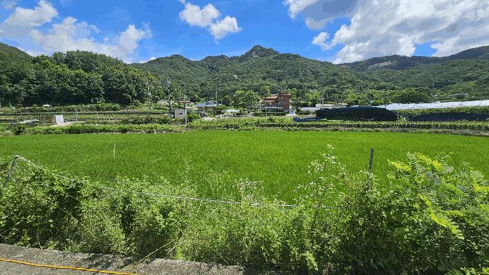 충청북도 보은군 산외면 신정리 230-1 전 경매 사진 14