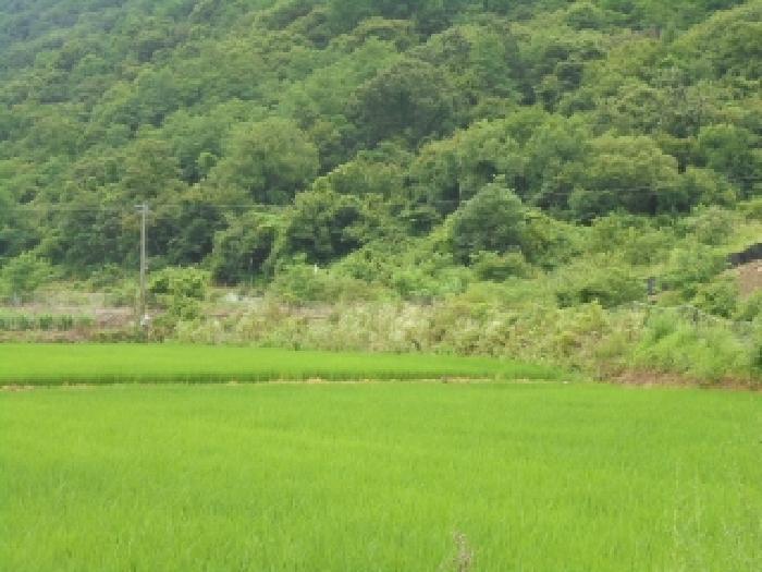 충청북도 보은군 산외면 신정리 230-1 전 경매 사진 28