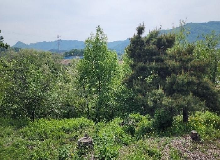 충청북도 옥천군 청성면 능월리 161-8 전 경매 사진 9