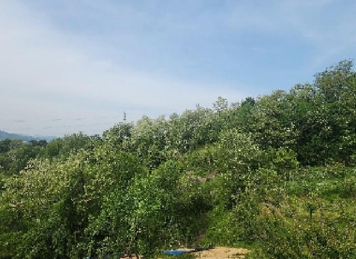 충청북도 옥천군 청성면 능월리 163-2 전 경매 사진 14