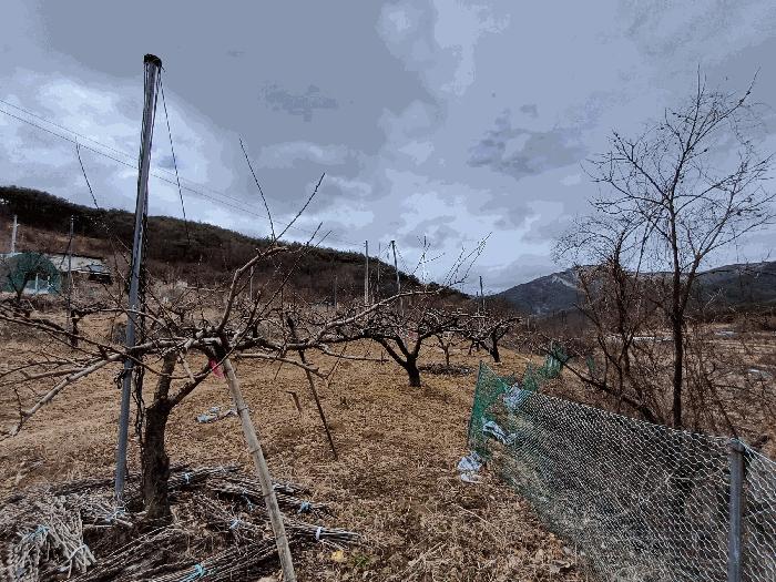 경상북도 청도군 풍각면 화산리 37 답 경매 사진 1