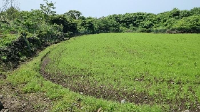 제주특별자치도 서귀포시 표선면 하천리 2318 임야 경매 사진 7