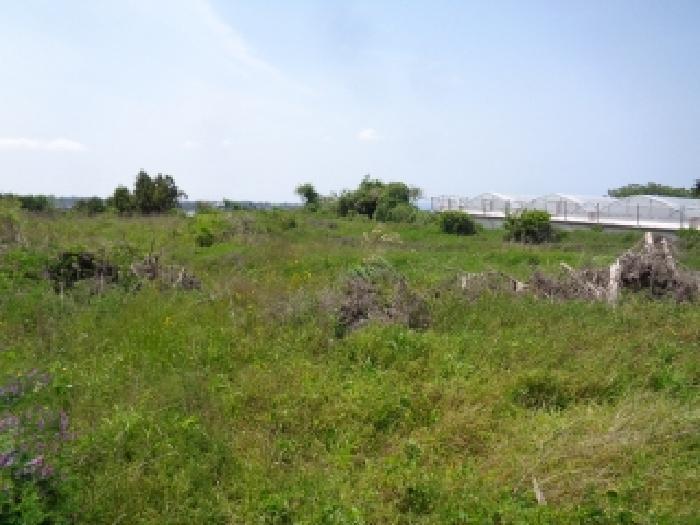 제주특별자치도 제주시 애월읍 장전리 114-1 과수원 경매 사진 7