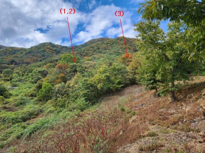 충청남도 공주시 사곡면 가교리 산45-2 임야 경매 사진 3