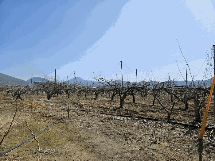 경상북도 영천시 임고면 덕연리 279 전 경매 사진 9