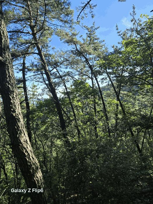 경상남도 창원시 성산구 상복동 산42 임야 경매 사진 3