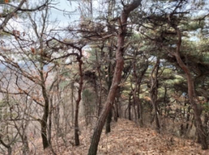 충청남도 당진시 구룡동 산191-3 임야 경매 사진 17