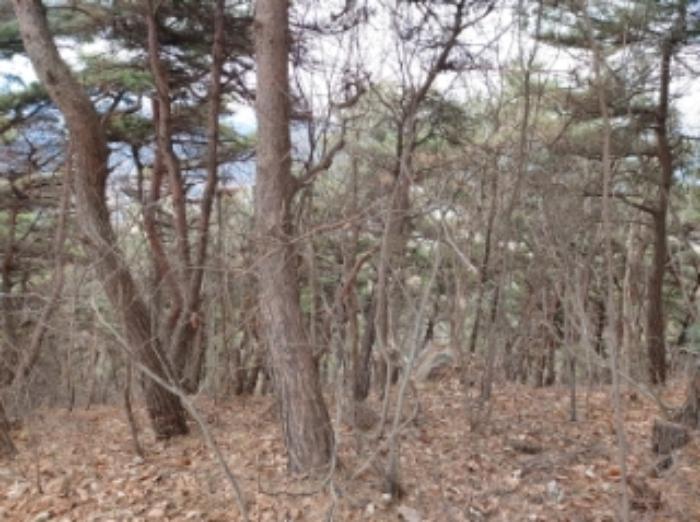 충청남도 당진시 구룡동 산191-3 임야 경매 사진 18