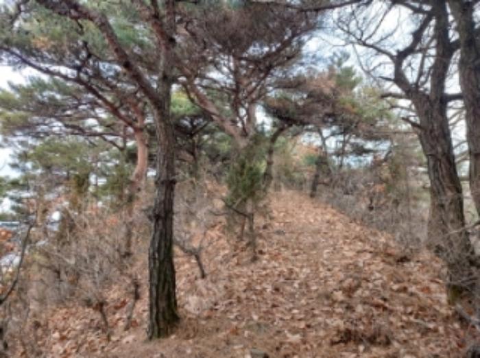 충청남도 당진시 구룡동 산191-3 임야 경매 사진 21