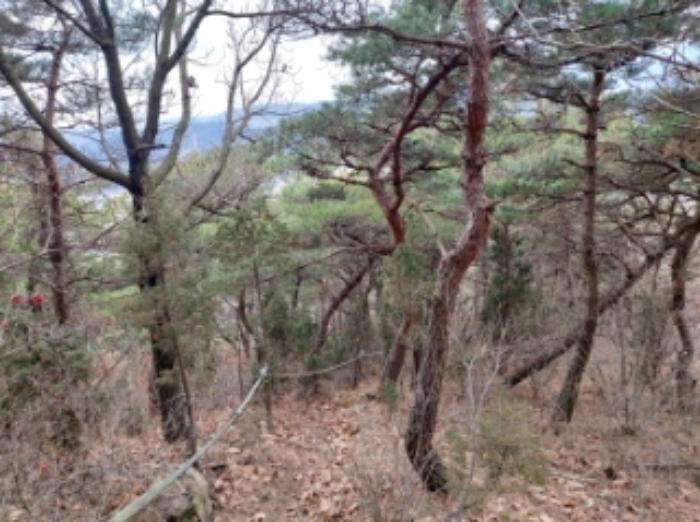 충청남도 당진시 구룡동 산191-3 임야 경매 사진 25